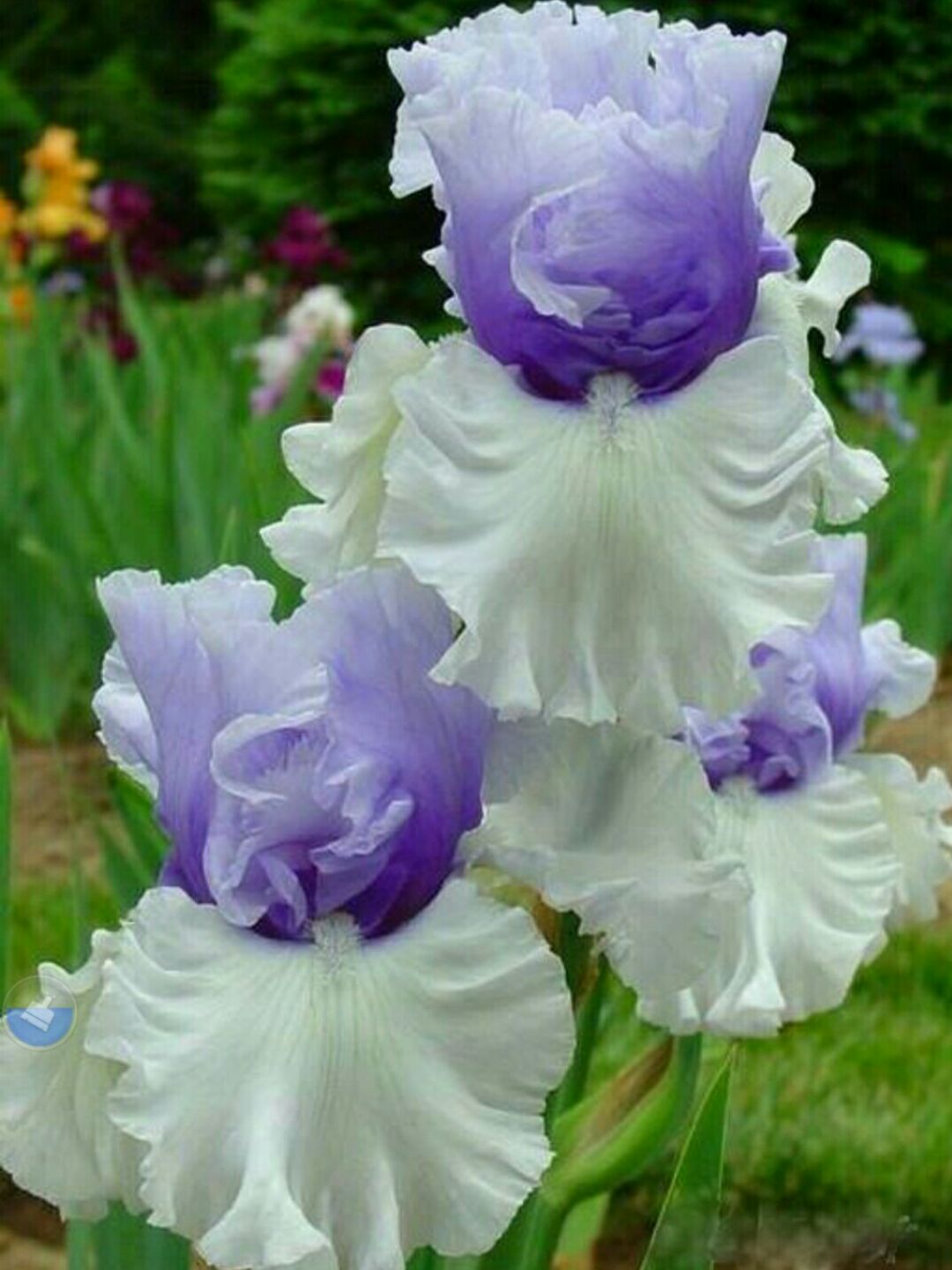 菲儿幽幽笑呵呵