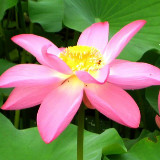 盛世唐朝叫大拿