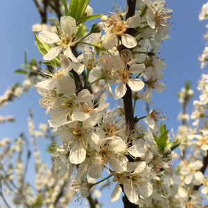 文婷携伴，扬起风帆
