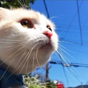 喵喵咪（≧;≦）