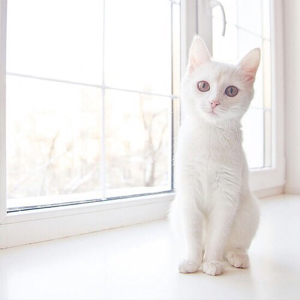 小黄同学不喜甜