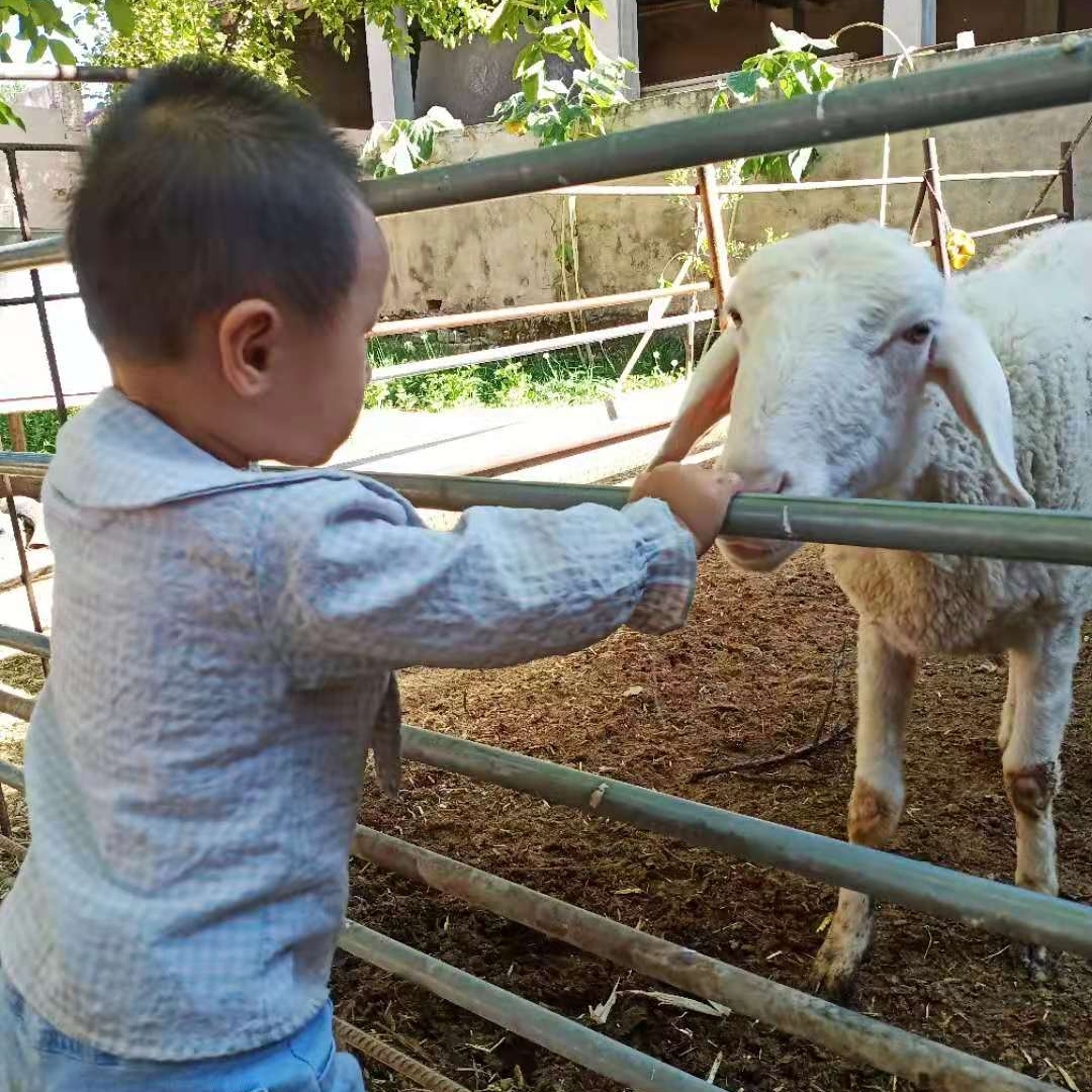 紫罗兰色的乌榄