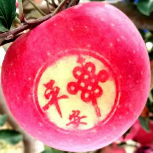 苹果绿的不丹嵩草