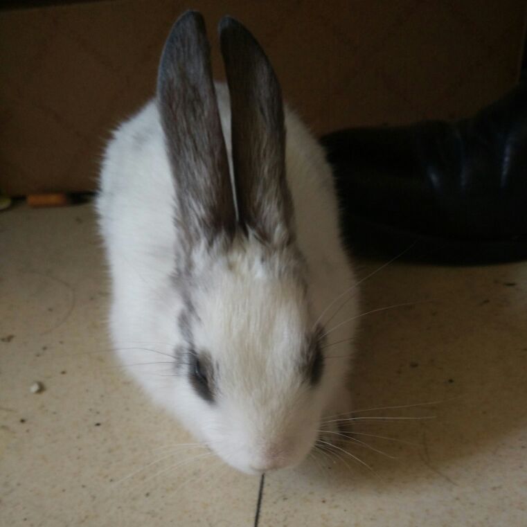 仙者本仙王二毛