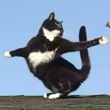 大黑猫与大花猫