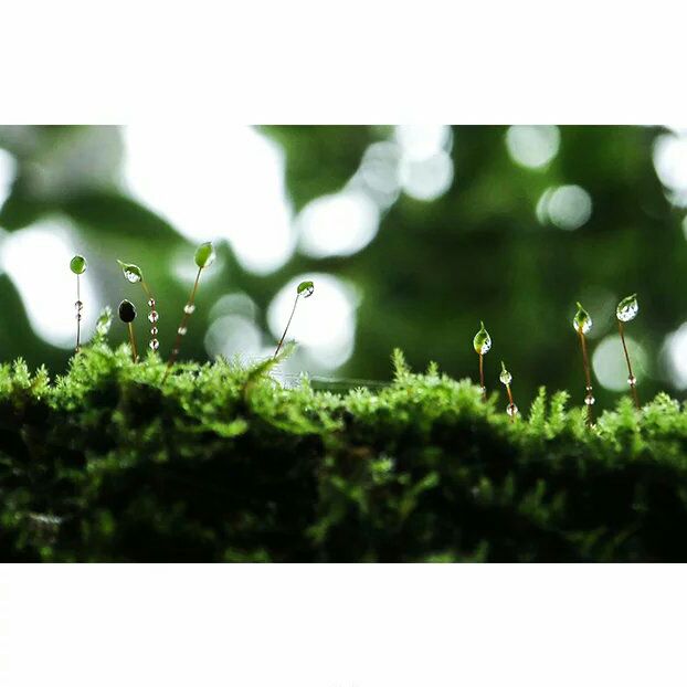 猫眼中的平行世界1