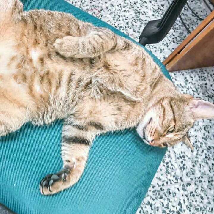 爱吃拔丝莲子的花花