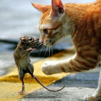 爱吃白酌芦笋的路灯