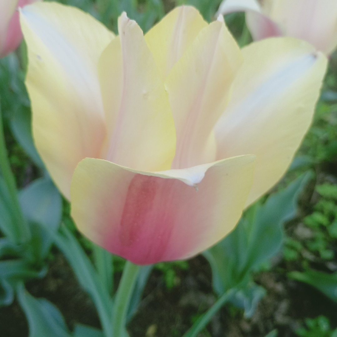 只牵你的手yangyan