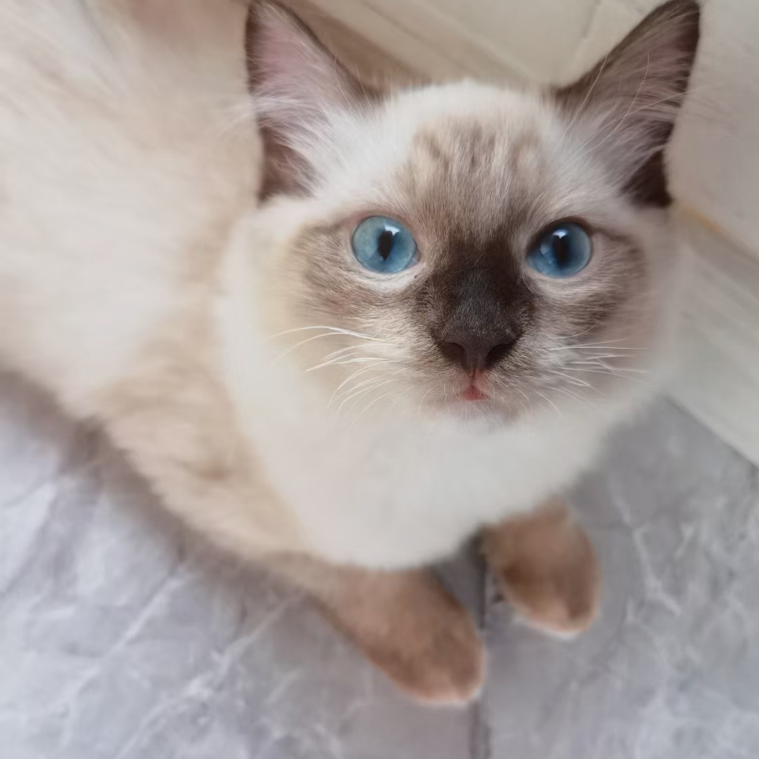 爱吃蛋炒饭的卡卡西