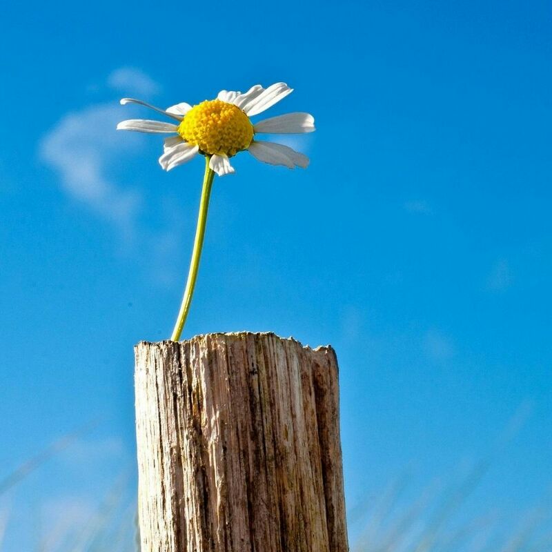 大度de流星天晓