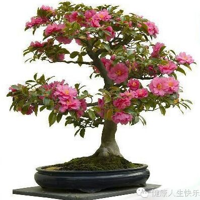 金灿灿的黄心猕猴桃wb