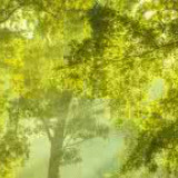 夏天的芒果西瓜冰