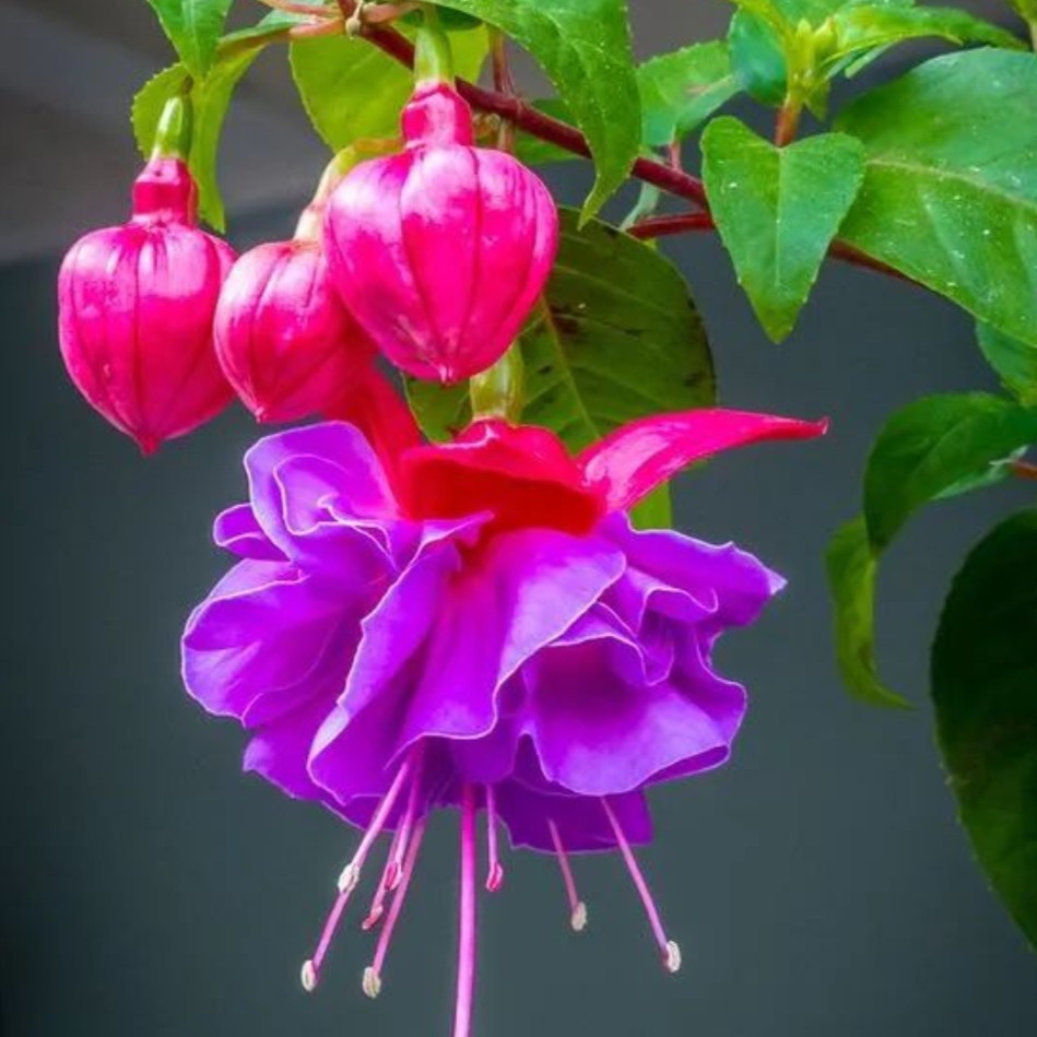 阳光夫人wcl爱整理