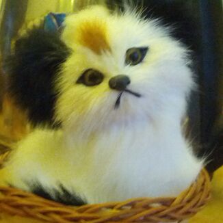 囧囧家的萌萌猪