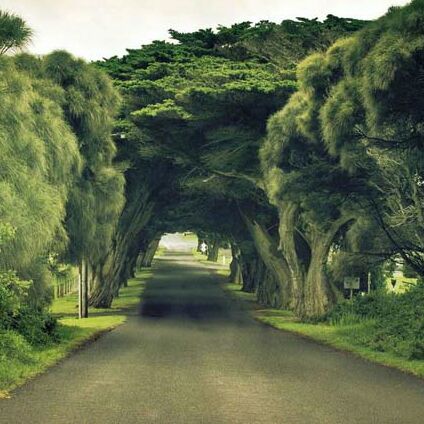 苔藓绿的木里秋葵