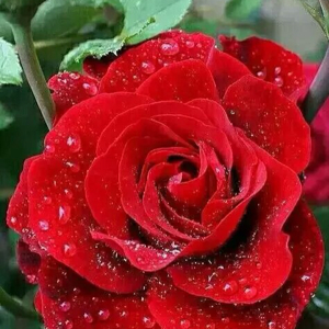 丘比特之箭@我的一生