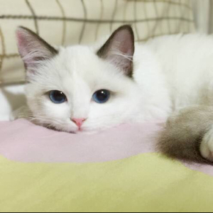 我心匪石、不可转也