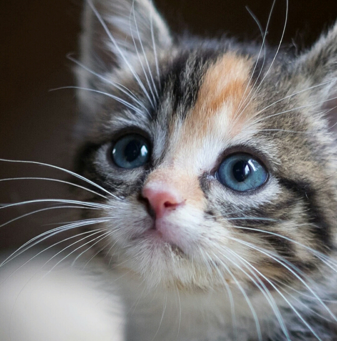 爱喝奶茶的淼淼