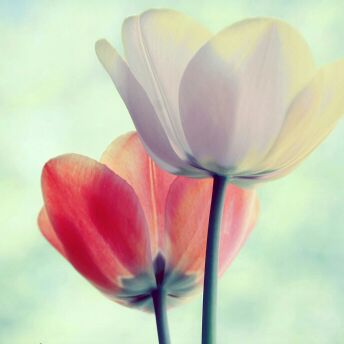 爱吃苹果吐司的香芋