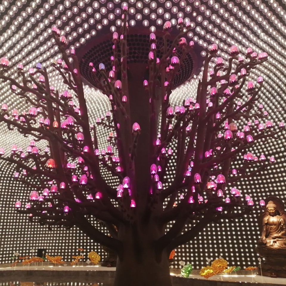 白蒙蒙的无核小枣