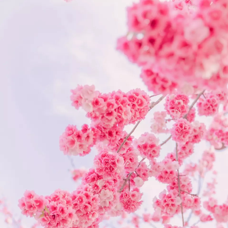 可爱的熊宝宝萌哒哒