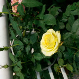 萌哒哒的夏娜斑儿