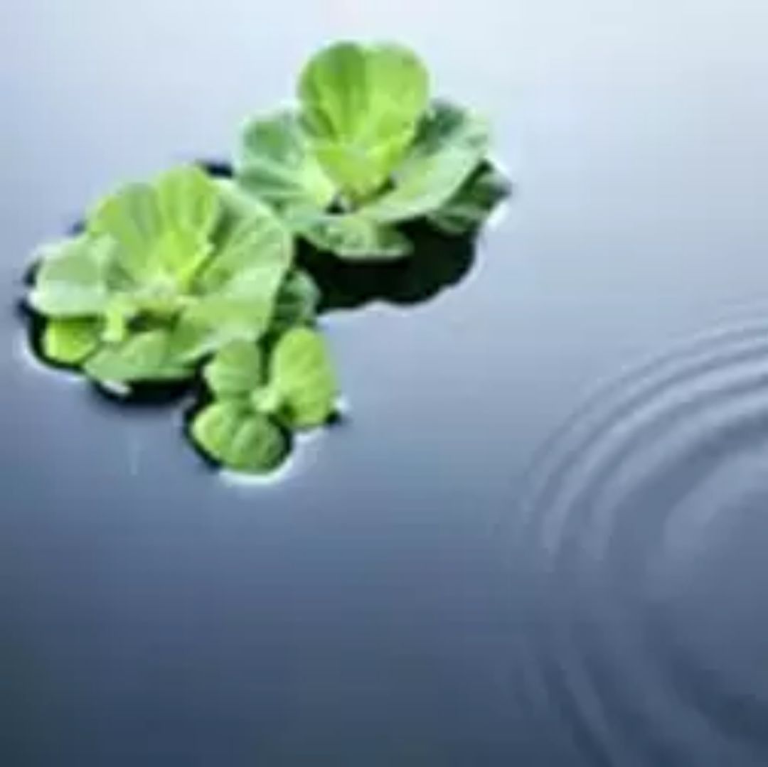 独角兽很善良666