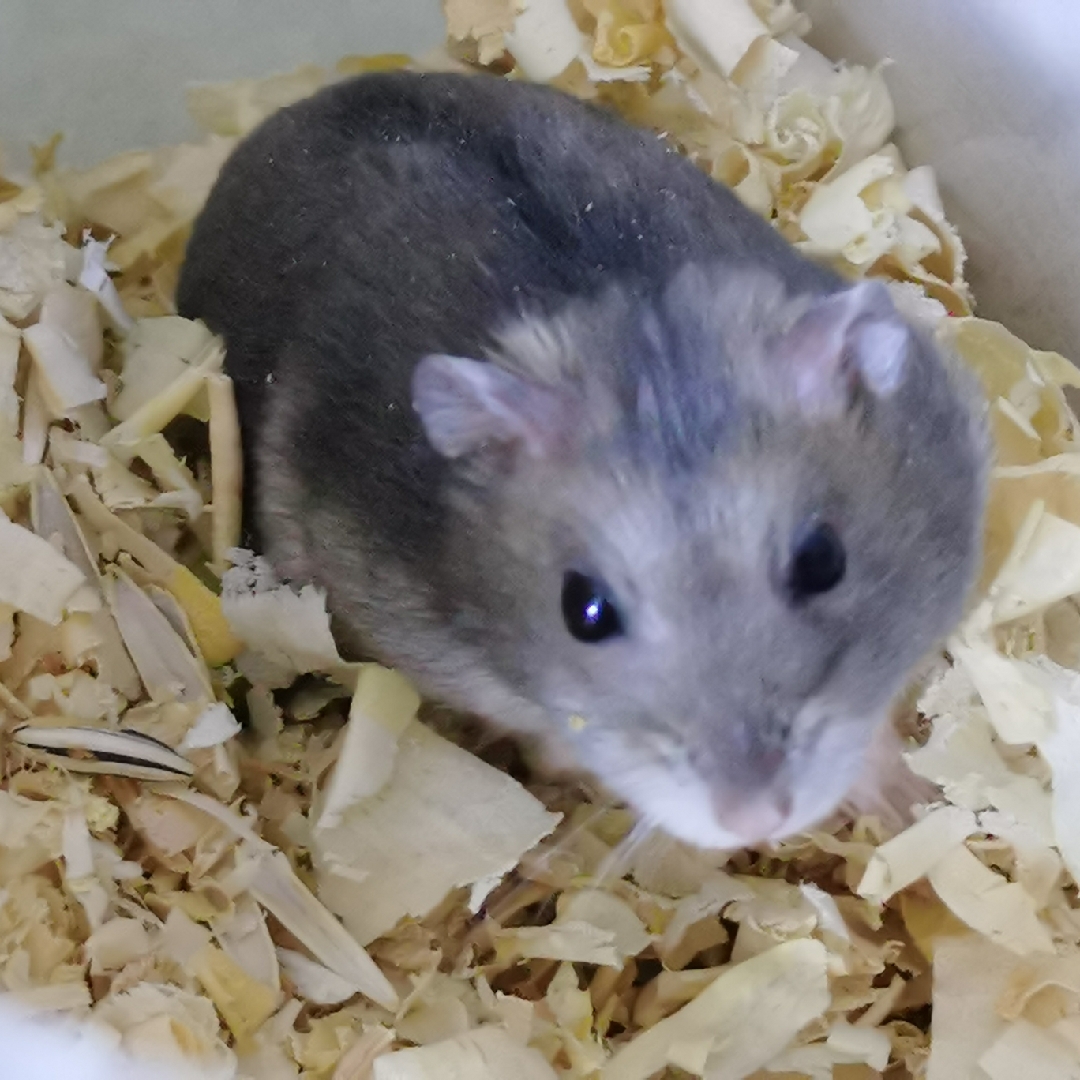 爱吃土豆夹板的青豆