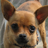 骑着毛驴走四方_3649