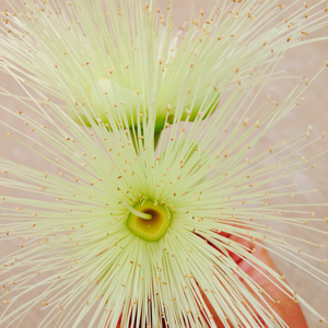 既来之，则安之。华