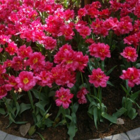 爱吃玉米烧虾的面包