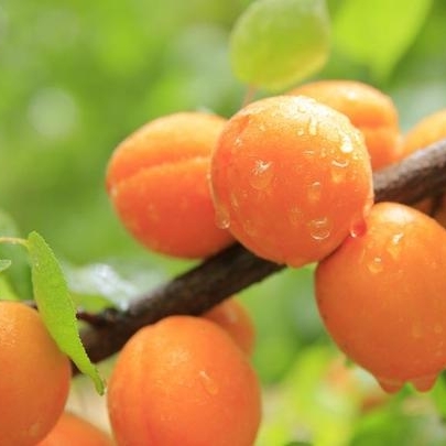 杏黄的水椰亚科