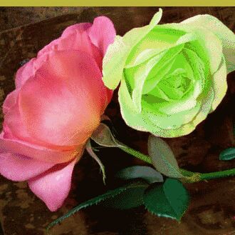 骄阳似火很漂亮