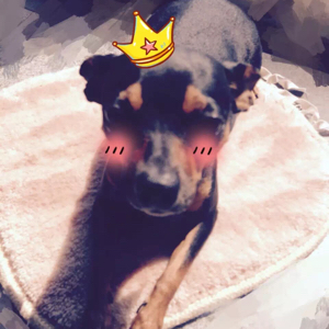 每天都要打球吃肉