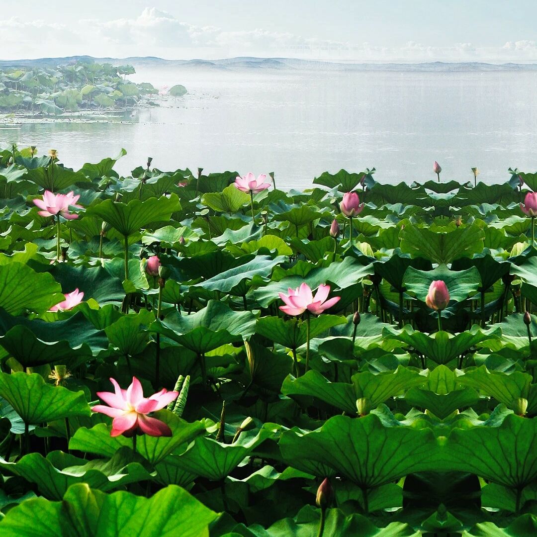 冰凌花玩游戏