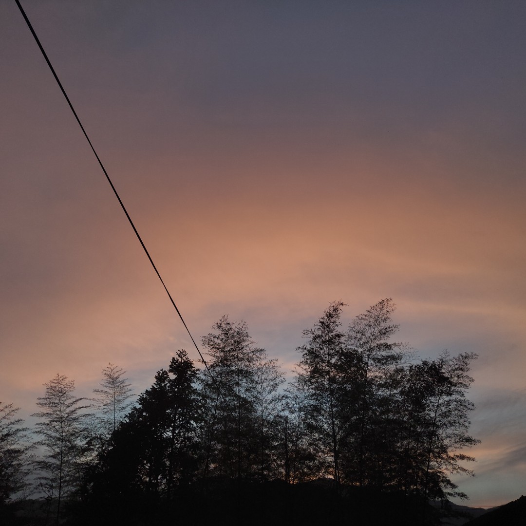 爱吃芒果的法斗