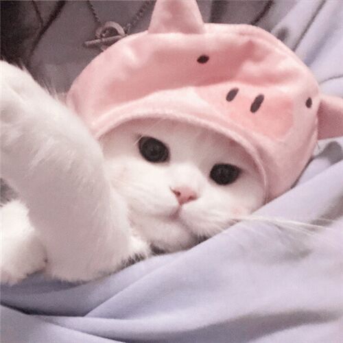 我要买下这个app