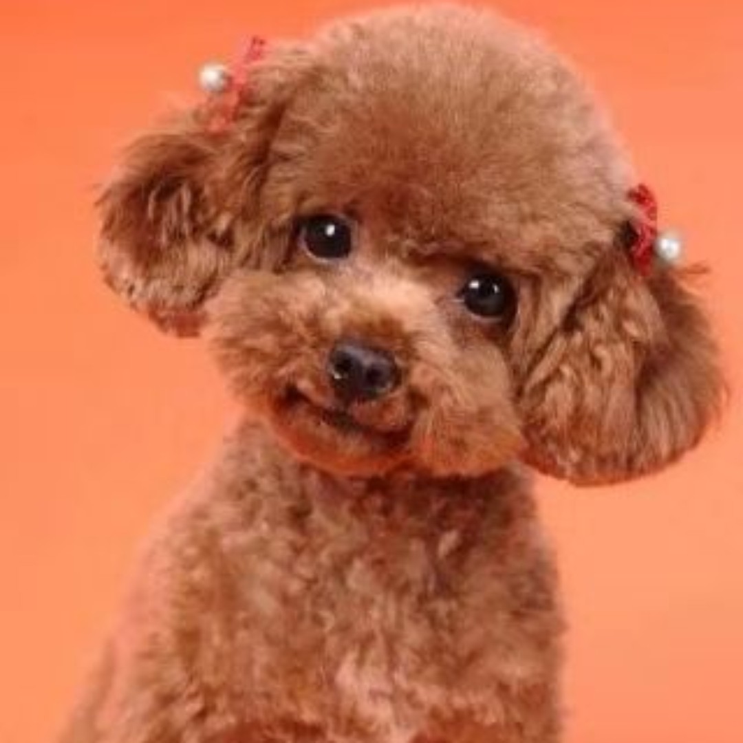 玫瑰紫的新美夏珍1588