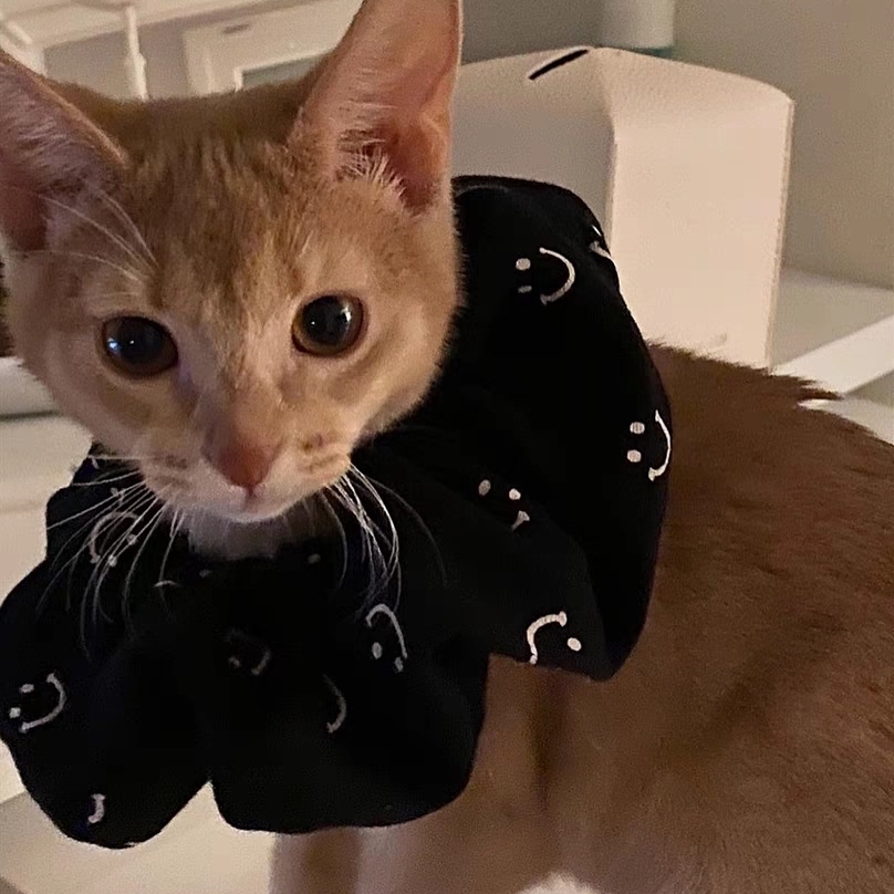 奶油色的富秋苹果响叮当