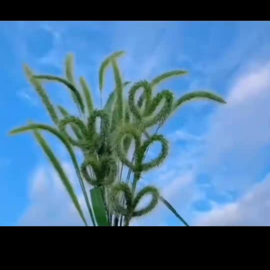 爱吃排骨闷饭123