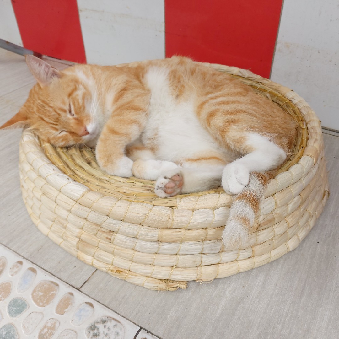 愛吃零食甜品的吃貨722