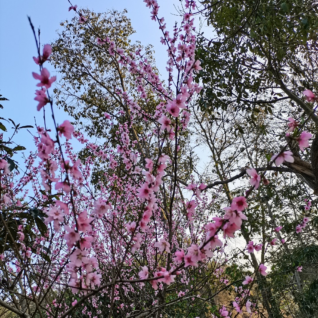 丫丫的幸福人生