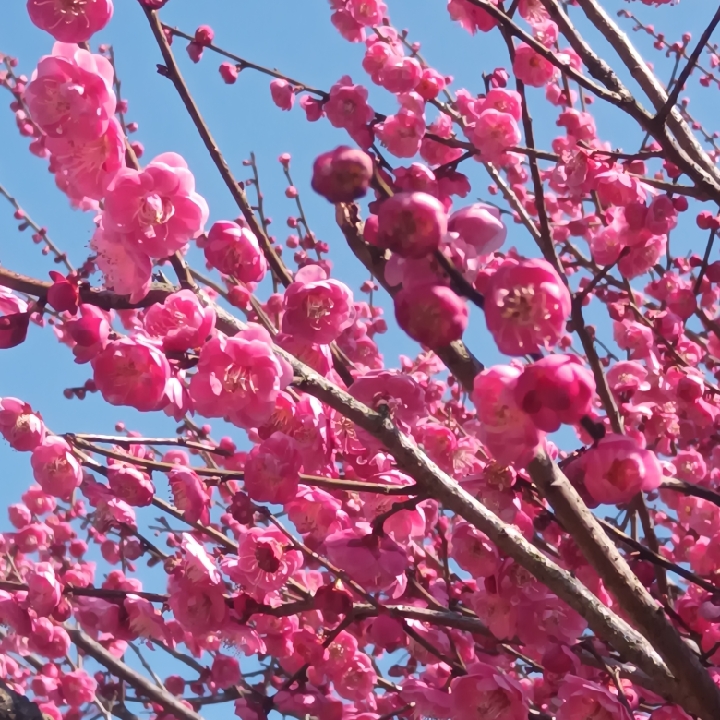 爱吃布朗果酒的初柚tb