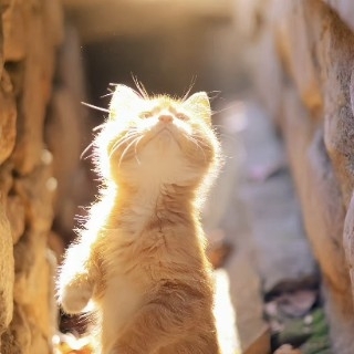 爱吃鲜蘑炒肉的马铃薯