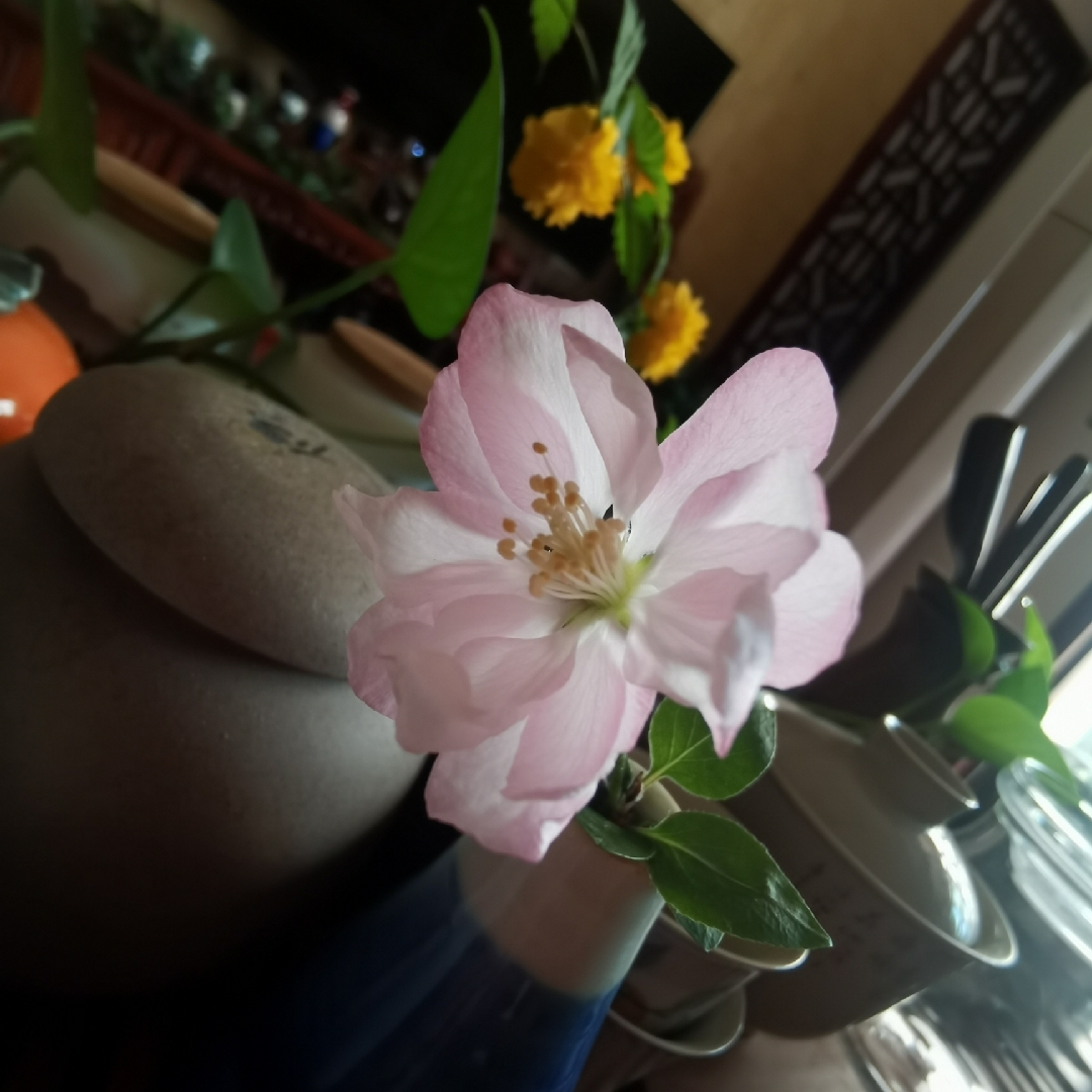 黑漆漆的西丽草科44