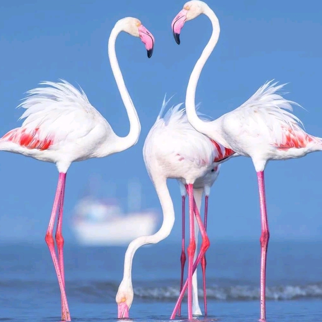 爱吃糖水杨梅的蜜瓜