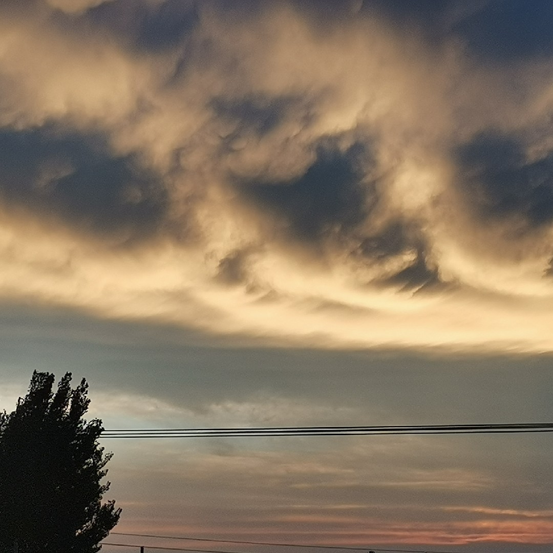 棕色的毛勾儿茶