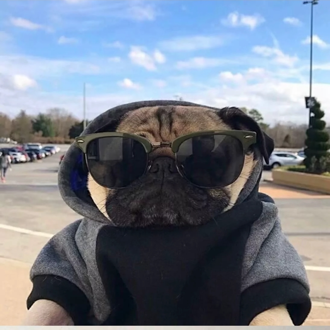 五彩缤纷的中东海枣