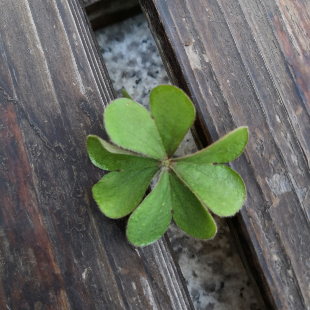 爱吃优酪乳的哒哒哒:)